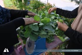 Trend tanam sayur di rumah semakin popular, bantu kurangkan kos hidup