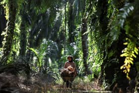 Planted oil palm area to reach 5.64 mln hectares this year