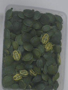 2,500 ஆமைகளை இந்தியாவுக்கு  கடத்த முயன்ற ஆடவர் கைது