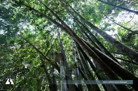 RM700m to boost national tourism sector, FRIM Selangor among main highlights