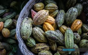 Malaysia's cocoa export earnings top RM9b in first quarter