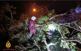 Lelaki nyaris maut motosikal dihempap pokok tumbang