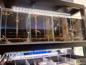 102 ikan hiasan dirampas, pemilik premis berdepan tindakan