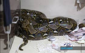 Penghuni rumah gempar ular sawa lebih 80kg jatuh dari siling