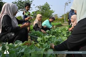 Community garden becomes ‘healing’ space amid urban hustle, bustle 