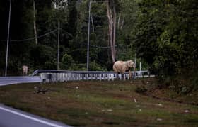 Papan tanda LED dipasang di lokasi lintasan gajah, beri amaran perlahan kenderaan