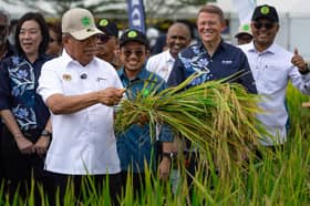Mardi perkenal padi baharu 'Menora', tempoh matang singkat, lebih tahan penyakit