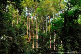 Forest Conservation Certificate to be expanded for wider private involvement 