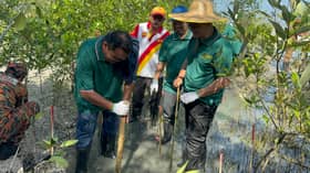 PNSB plants 300 mangrove saplings under sustainability project