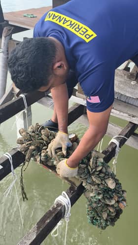 Kupang, kerang di perairan Port Dickson belum selamat dimakan - Jabatan Perikanan