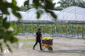 More MeloSel planted, with largest crop in Kuala Langat