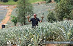 Rising from failure: Pineapple entrepreneur recognised as Selangor Agro Icon