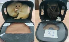 本地男图走私出国未遂   3野生猴机场获救