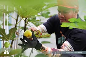 Dari padang bola ke kebun kecil, buah tin jadi rezeki penerus hidup