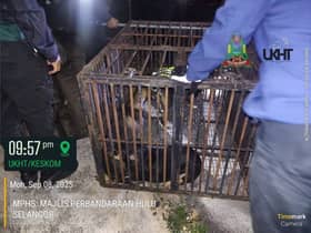 乌雪市会捕5流浪犬 承诺兼顾居民安全与动物福利