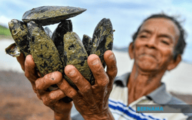 PD shellfish now safe to eat, harvesting can resume