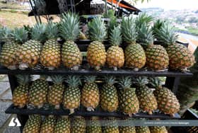 末沙布：黄梨出口6个月增长逾100%