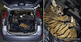 马来亚虎疑遭猎杀有6枪伤  3男子轿车藏虎尸被捕