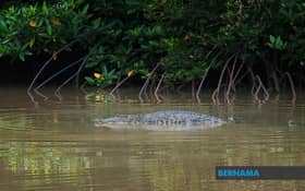 தெலுக் இந்தானில்  முதலை  ஆடவரைத் தாக்கியதில்  அவர் பலத்த காயங்களுக்கு இலக்கானார் 