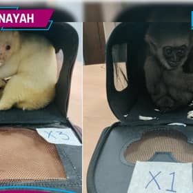 Cubaan seludup tiga ekor hidupan liar bernilai RM20,000 ke Mumbai gagal 