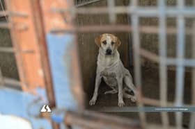 【街头，不该是它唯一的家4/5】不是“抓了就算”　地方政府面对治理挑战