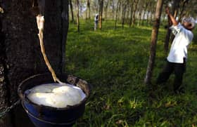 Kempen tanam semula getah Selangor tingkat taraf ekonomi pekebun 