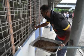 Stray animal management: What’s next for local authorities?