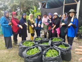 Kerjasama komuniti, UPM komersialkan ulam raja sebagai produk kesihatan dan kecantikan