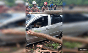 狂风暴雨席卷隆市 多地树倒酿1死1伤  