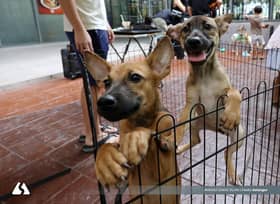 砂拉越再通报一宗 狂犬病死亡病例