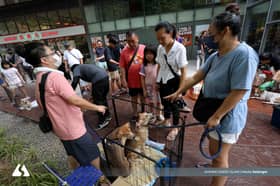 Tangkap dan kurung bukan solusi, perlu dasar urus haiwan terbiar