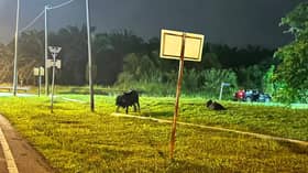 MPKL tangkap lembu berkeliaran, elak kejadian tidak diingini