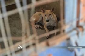 【街头，不该是它唯一的家2/4】弃养与缺乏绝育酿流浪危机　 专家倡推TNR人道治理