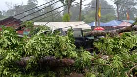 大树倒下砸中四驱车  男司机当场死亡