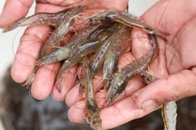 US slaps new criteria on Indonesia’s prawns, spices over radioactive taint
