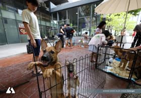 PBT main peranan tangani isu haiwan liar meski dihimpit kekangan sumber 