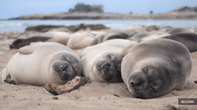 Study: Elephant seals in South Atlantic dying from avian flu viruses