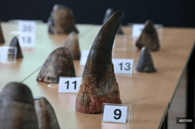 Singapore snares record haul of smuggled rhino horns from South Africa
