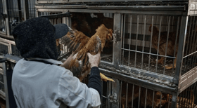 முதன் முறையாக H5N5 வகை கிருமி தொற்று மனிதரிடம் கண்டுபிடிப்பு