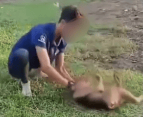 Mahkamah: Dua lelaki didakwa aniaya beruk