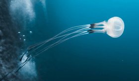 ரஷ்ய சிறுவன் ``ஜெல்லிபிஷால்`` தாக்கப்பட்டு மருத்துவமனையில் அனுமதி