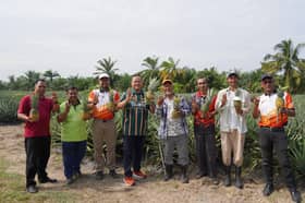 Ladang nanas MD2 jana RM100,000 setahun, lonjak pertanian Sabak Bernam