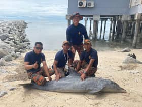 大港发现海豚尸体