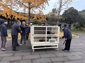 “辰星”·“晓月”踏上吉隆坡之旅  马中大熊猫保育合作再启新章