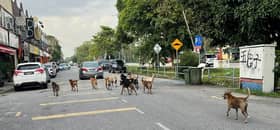 仁嘉隆野狗成群咬伤村民   瓜冷市议员：与其喂养不如领养！