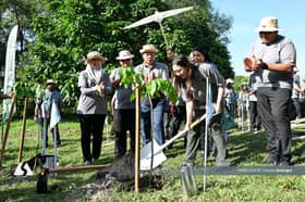 倡议将植树活动融入日常文化  嘉玛丽雅：有助降低洪水风险