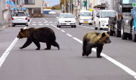 ஜப்பான் முழுவதிலும் பல இடங்களில் கரடி தாக்கிய சம்பவங்கள் பதிவு