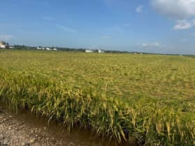 கனமழையால் அறுவடைக்குத் தயாராக இருந்த 134 நெல் வயல்கள் சேதம்