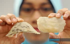Malaysia’s bird’s nest industry gains momentum with China export boost