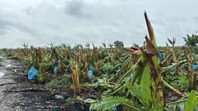 20小时长命雨袭击瓜冷  500多公顷农地泡水腐烂